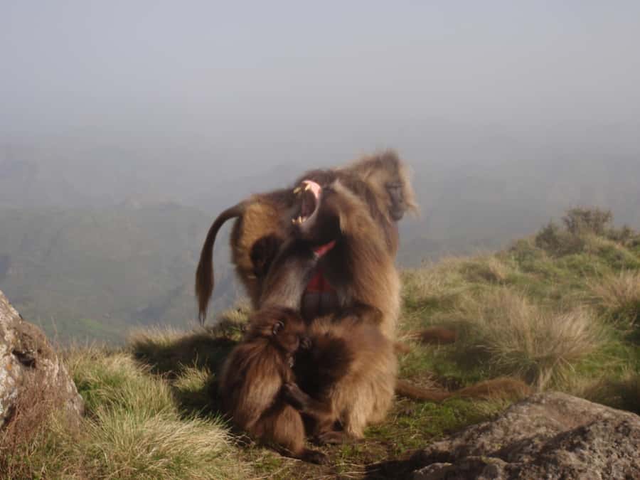 Simien Mountains One Day Trip:Wildlife Spotting,Hiking Tour - Why this Gondar to Simien day trip works