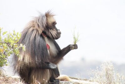 Trekking in Ethiopia’s Lalibela Wollo Highland 4 Days / 3 Nights