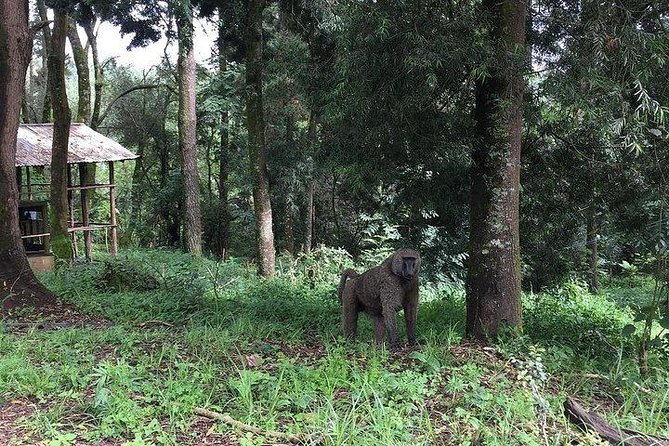 Two days Lake Wenchi and Menagesha Forest - Menagesha Forest: a quieter second day near Addis